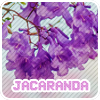 Jacaranda Tree Subspecies